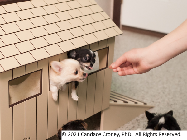Small puppies look out the windows of a playhouse in an indoor play area as a hand reaches toward them with enrichment treats. 